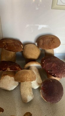 Відомо, де на Закарпатті вже збирають білі гриби – 05