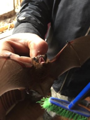 Під час ремонту у багатоповерхівці знайшли десятки кажанів – 01