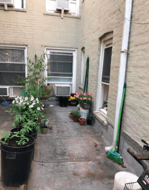 Як закарпатці у Нью-Йорку овочі на даху вирощують – 03