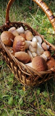 Грибний бум на Закарпатті: де зараз збирають найбільше грибів – 21