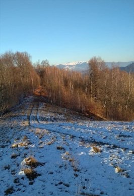 Закарпатець знайшов гриби у снігу – 02