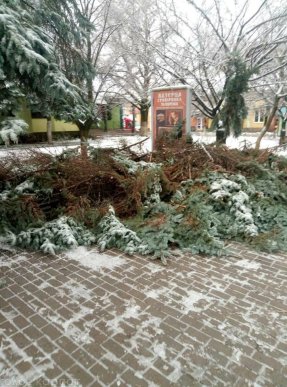 Наслідки негоди у Виноградові: повалені дерева, пошкоджені автомобілі та дах школи – 11