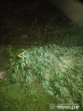 29-річний чоловік вирощував коноплю – 05