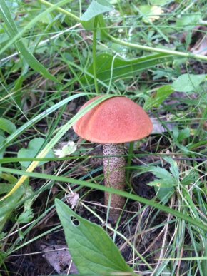 На Закарпатті киянин назбирав 114 кілограмів білих грибів – 15