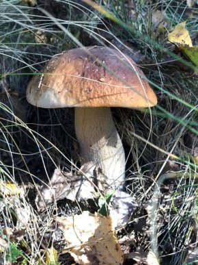 Знайшли 35 кг: закарпатці хизуються грибним врожаєм – 18