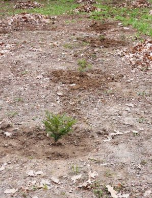 В Ужгороді відбувся загальноміський суботник – 19