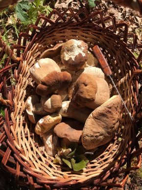 У кількох районах Закарпаття вже збирають гриби – 04