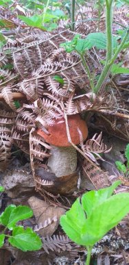 Грибний сезон: закарпатці діляться фотографіями із "тихого полювання" – 10