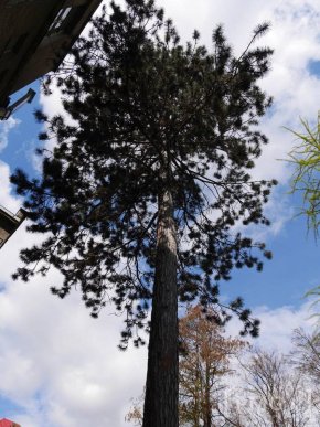 В Ужгороді чиновники посадили два екзотичні дерева – 05