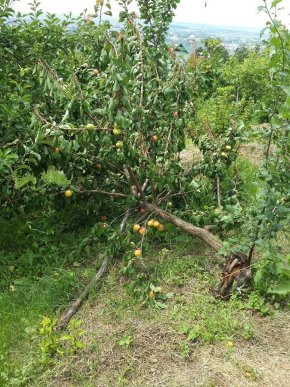 Шквальний вітер поламав персики і абрикоси на Чорній горі, що на Виноградівщині – 01