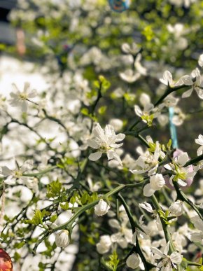 У центральній частині Мукачева квітне незвичне дерево – 03