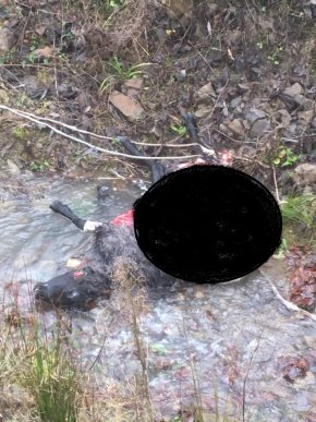 На Закарпатті вовки наробили лиха, – соцмережі – 02