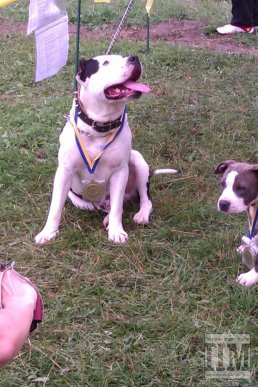 На міській набережній Мукачева провели вже традиційну виставку собак (ФОТО) – 05