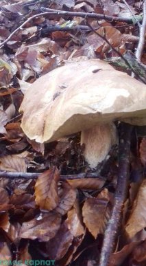 У лісах Перечинщини досі знаходять гриби – 02