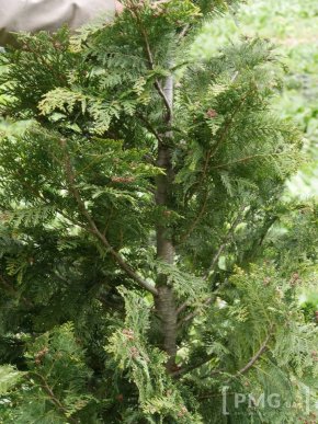 В Ужгороді чиновники посадили два екзотичні дерева – 02