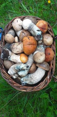 На Ужгородщині чоловік назбирав повний кошик грибів – 01