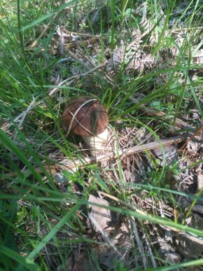 Грибний сезон: закарпатці діляться фотографіями із "тихого полювання" – 13