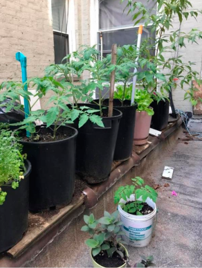 Як закарпатці у Нью-Йорку овочі на даху вирощують – 02