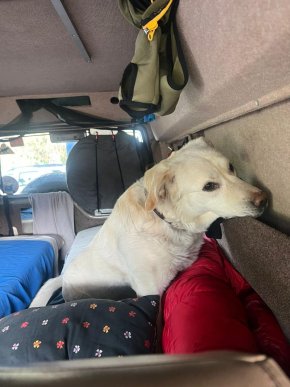 На українсько-словацькому кордоні службовий собака виявив канабіс у косметичці – 01