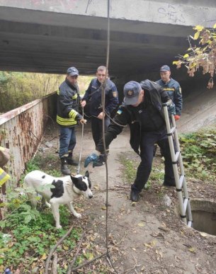 В Ужгороді врятували собаку – 01
