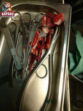 В Ужгороді рятували лебедя, над яким познущалися невідомі – 05