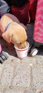 На Закарпатті зустріли евакуаційний потяг з Покровська – 04