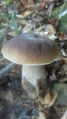 У лісах Закарпаття збирають щедрий грибний урожай – 15