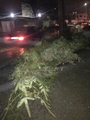 В Ужгороді на одному з ринків сотні ялинок кинули просто неба – 03