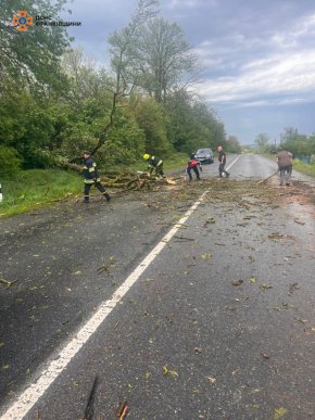 На трасі «Мукачево — Львів» вітер повалив близько 20 дерев: є постраждалі – 03 На трасі «Мукачево — Львів» вітер повалив близько 20 дерев: є постраждалі – 03