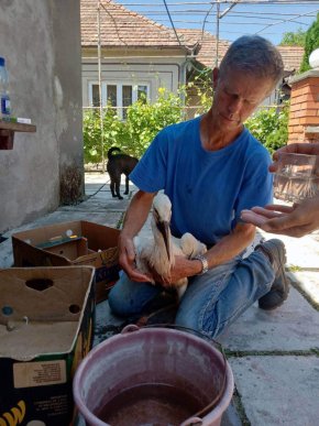 У Берегові врятували лелеченя, яке заплуталося у дротах – 03