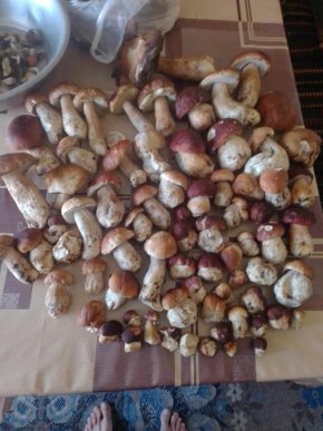 Грибний бум на Закарпатті: де зараз збирають найбільше грибів – 19