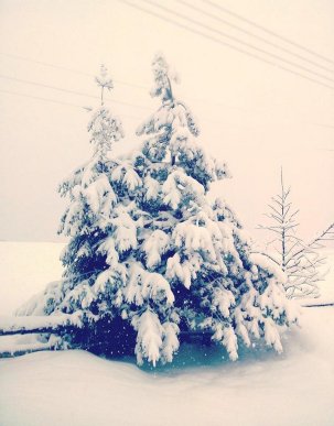 Казкова зима у селі Брестів на Мукачівщині: неймовірні фото – 08