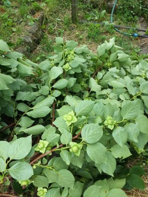 Шквальний вітер поламав персики і абрикоси на Чорній горі, що на Виноградівщині – 02