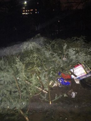 В Ужгороді на одному з ринків сотні ялинок кинули просто неба – 01