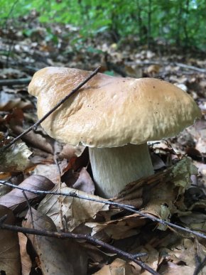 Грибний бум на Закарпатті: де зараз збирають найбільше грибів – 23