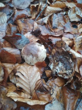 Зима грибам не перепона: закарпатці хизуються щедрим грибним "уловом" – 06