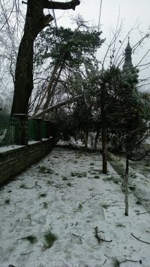 Наслідки негоди у Виноградові: повалені дерева, пошкоджені автомобілі та дах школи – 03