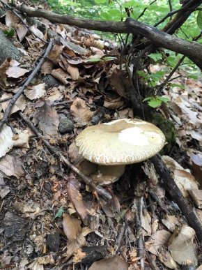 У кількох районах Закарпаття вже збирають гриби – 06