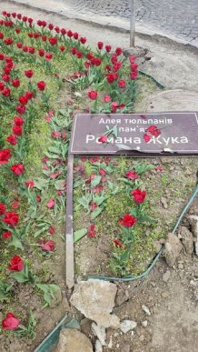 У Мукачеві пошкодили Алею тюльпанів пам’яті полеглого Романа Жука – 04