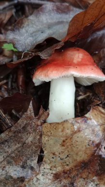 Закарпатці діляться світлинами своїх грибних знахідок – 03