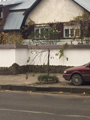 На вулиці Собранецькій в Ужгороді саджатимуть молоді дерева – 05