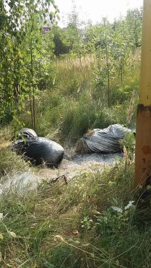 Мертвих свиней викидують на узбіччя міжнародної траси? – 01