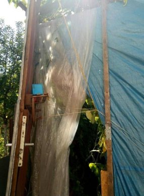 Закарпатець вирощував у теплиці плантацію конопель – 01