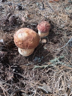 Українці продовжують хизуватися «уловом» білих грибів – 04