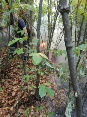 Велика пожежа на Закарпатті: рятувальники та місцеве населення всю ніч гасили вогонь – 03