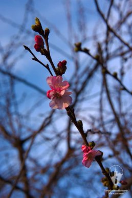 У Мукачеві квітне "скажена" сакура: чарівні фото – 01