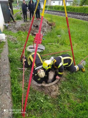 У Тячеві рятувальники витягли з каналізаційного люка коня – 01