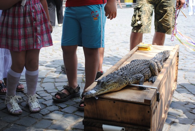У Мукачеві знайшли крокодила (ФОТО) У Мукачеві знайшли крокодила (ФОТО)