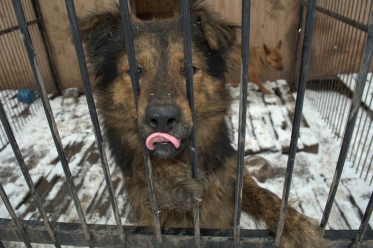 Мукачівці скаржаться на бродячих собак до яких нікому немає діла (ФОТОФАКТ) Мукачівці скаржаться на бродячих собак до яких нікому немає діла (ФОТОФАКТ)