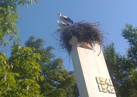 Унікальність Великої Копані: навіть у лелек цього року трійнята (ФОТО) Унікальність Великої Копані: навіть у лелек цього року трійнята (ФОТО)